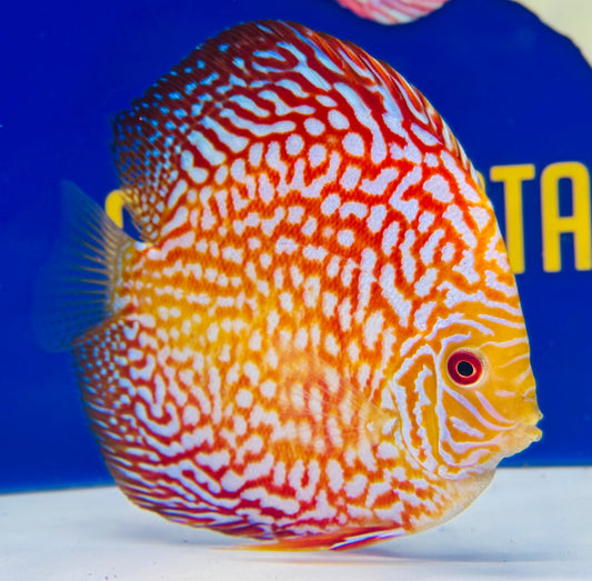 Pigeon Checkerboard Discus 5-5.5"