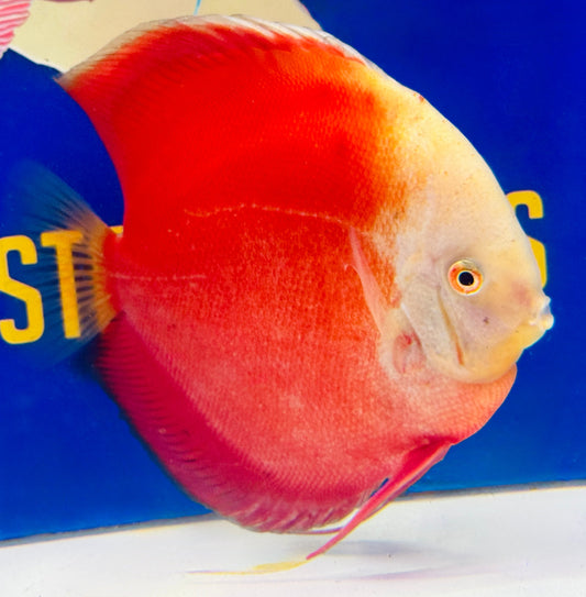 Red White Jumbo Premium Discus 6.5-7.5"