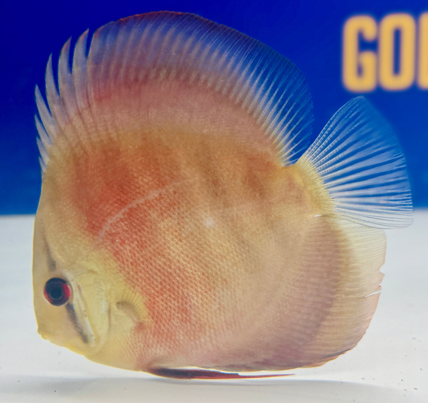 Red Cover Discus 4-4.5"