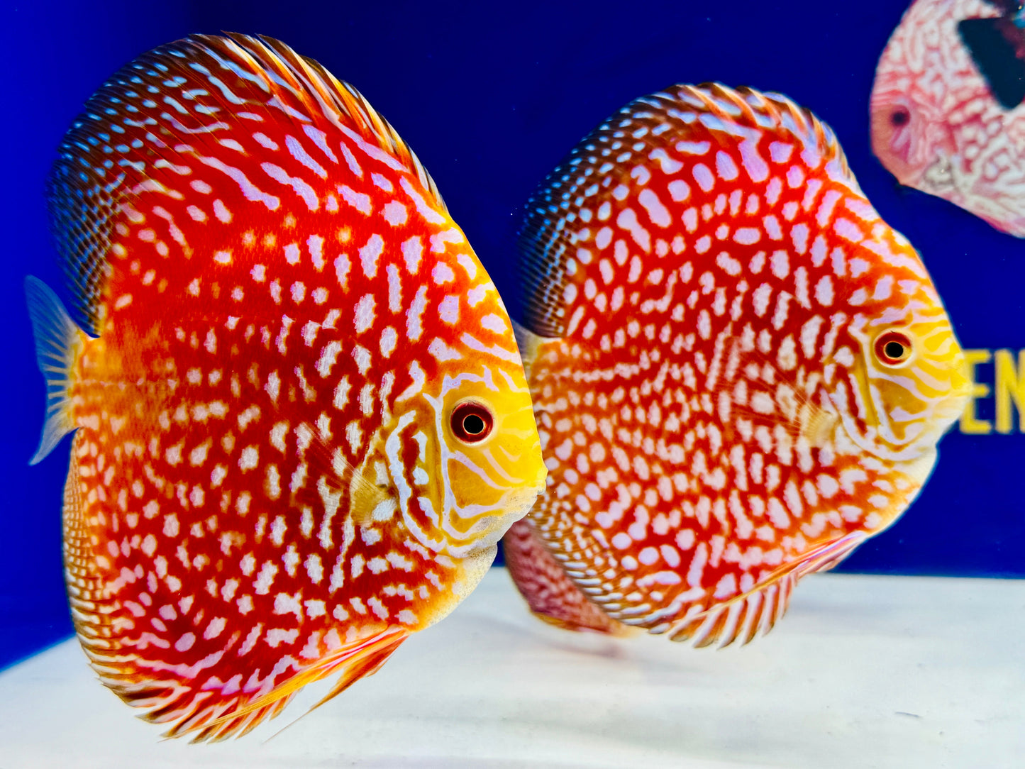 Pigeon Checkerboard Discus 5-5.5"