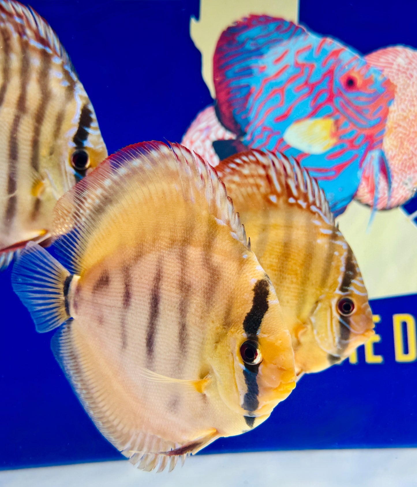 Red Cuipeua Cover Discus 5-5.5"