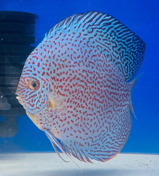 Viper King Discus Jumbo Premium 6.5-7.5"
