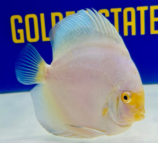 Mercury Discus 5-5.5"