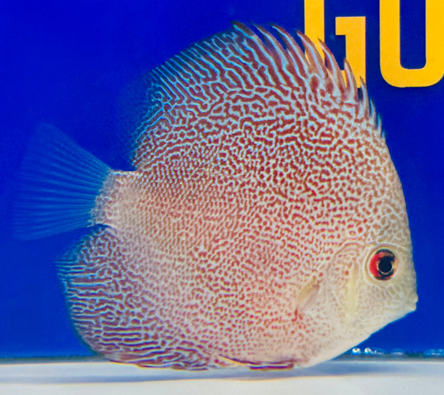 Panthera Discus 3-3.5"