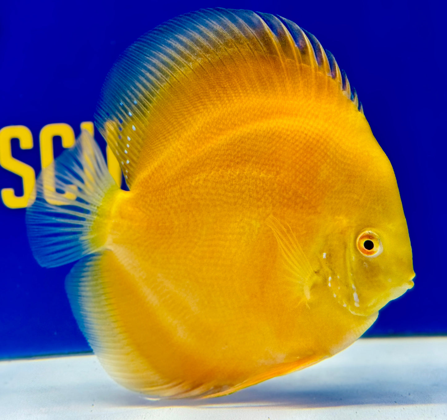 Albino Pearl Diamond Discus 5-5.5"