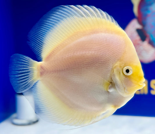 Snow White Jumbo Premium Discus 6.5-7.5"