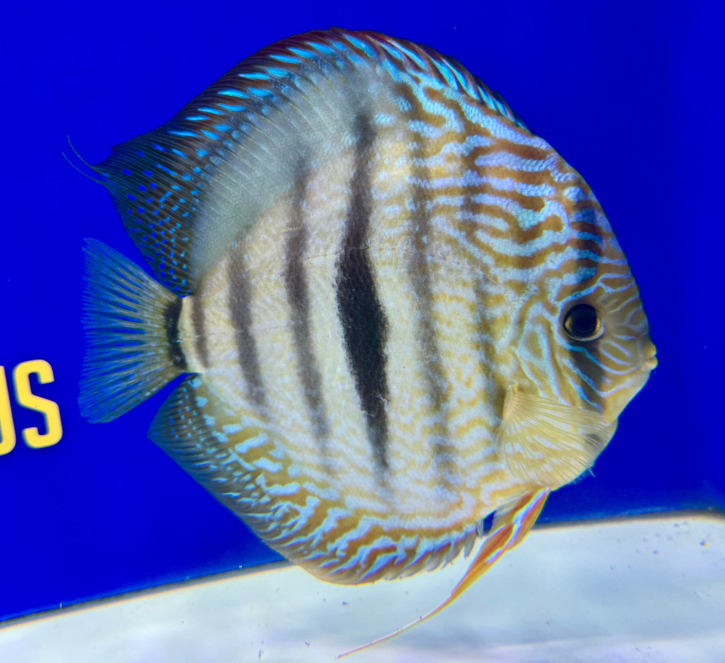 Royal Blue Heckle Cross Jumbo Premium Kl Discus 6.5-7.5"