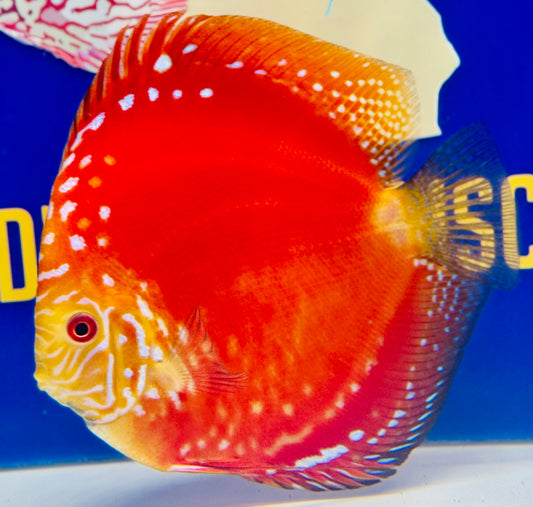 Jumbo Premium Mateor Pigeon Discus 6.5-7.5” (WYSIWYG)