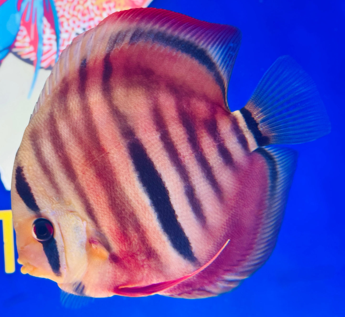 Ica Red Solid KL Discus 5-5.5"