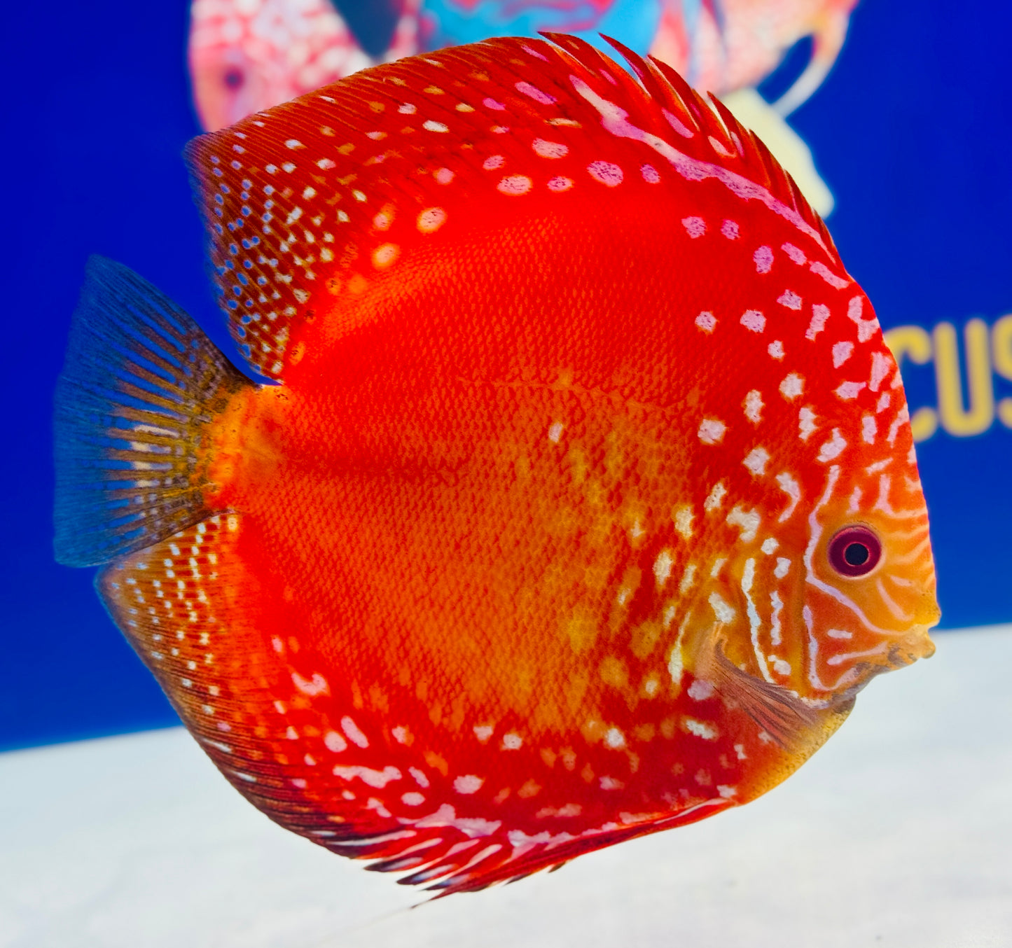Jumbo Premium Mateor Pigeon Discus 6.5-7.5” (WYSIWYG) #1
