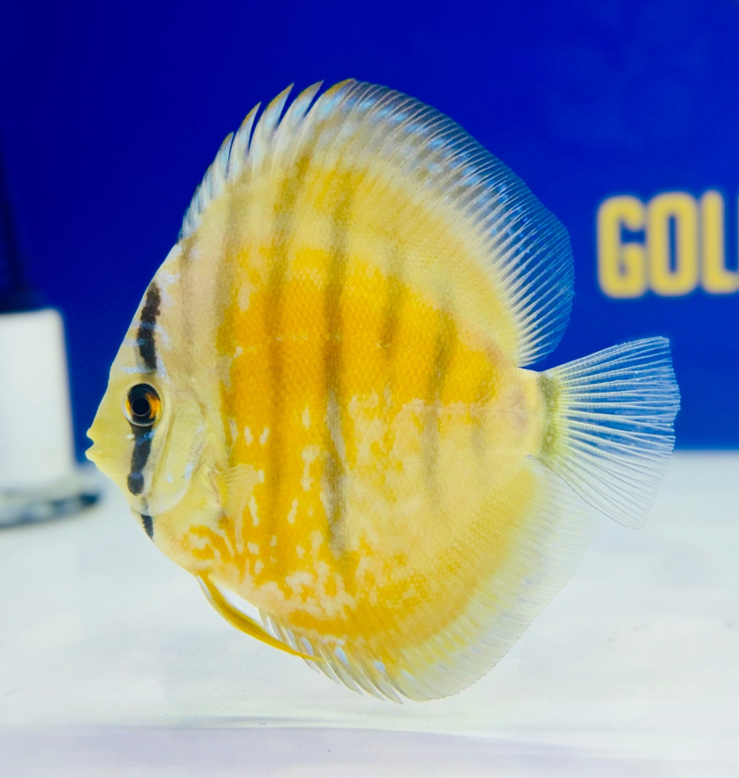 Wild Cross Yellow Paraconi Discus 4.5-5"