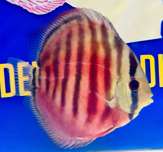 Ica Red Solid KL Discus 5-5.5"