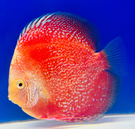 Moonlight Galaxy Discus 5-5.5"