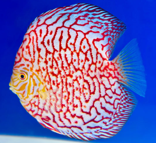 Majestic Pigeon Checkerboard Jumbo Premium Discus 6.5-7.5"