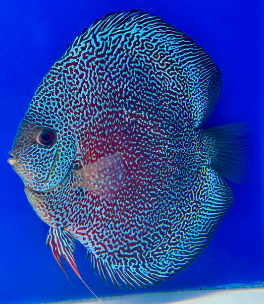 Premium Panthera Discus 6-6.5” (WYSIWYG)