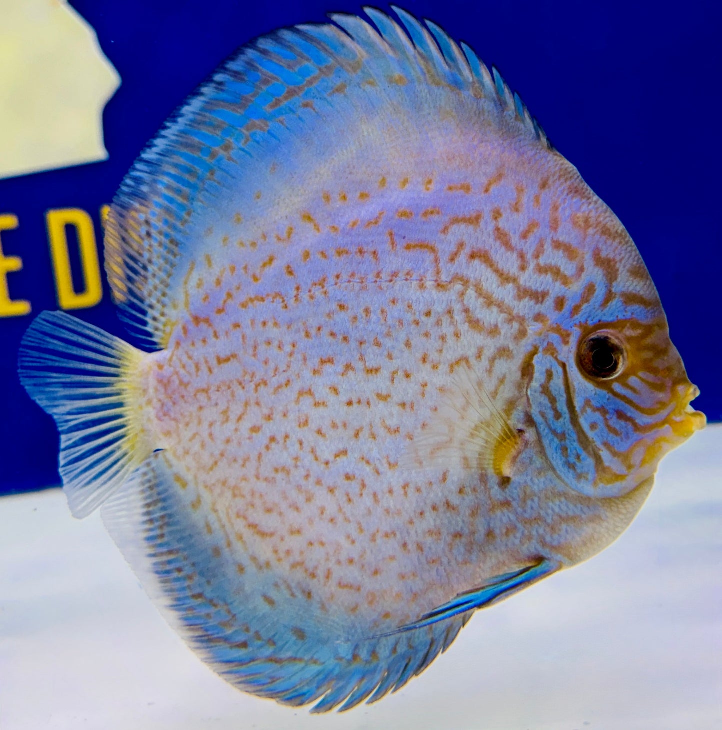 Royal Sapphire Discus 5-5.5"