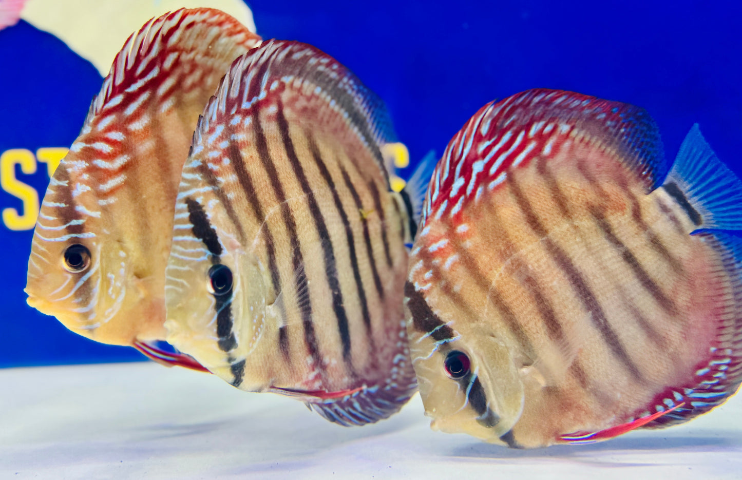 Wild Cross Red Iripixi Discus 5-5.5"