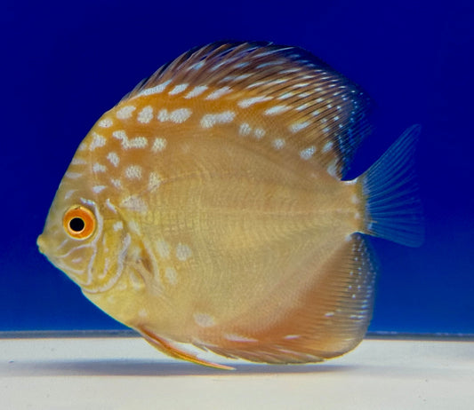 Yellow Pigeon Checkerboard Discus 3-3.5"