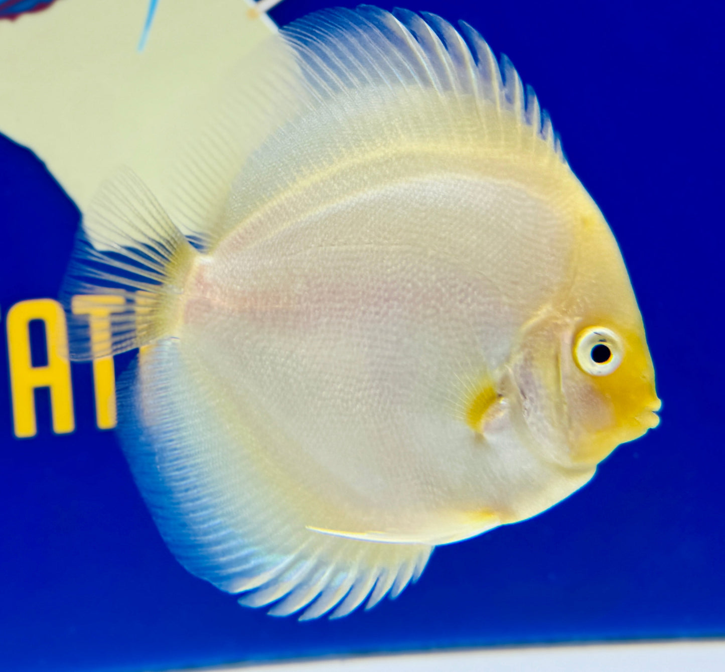 Snow White Discus 4-4.5"