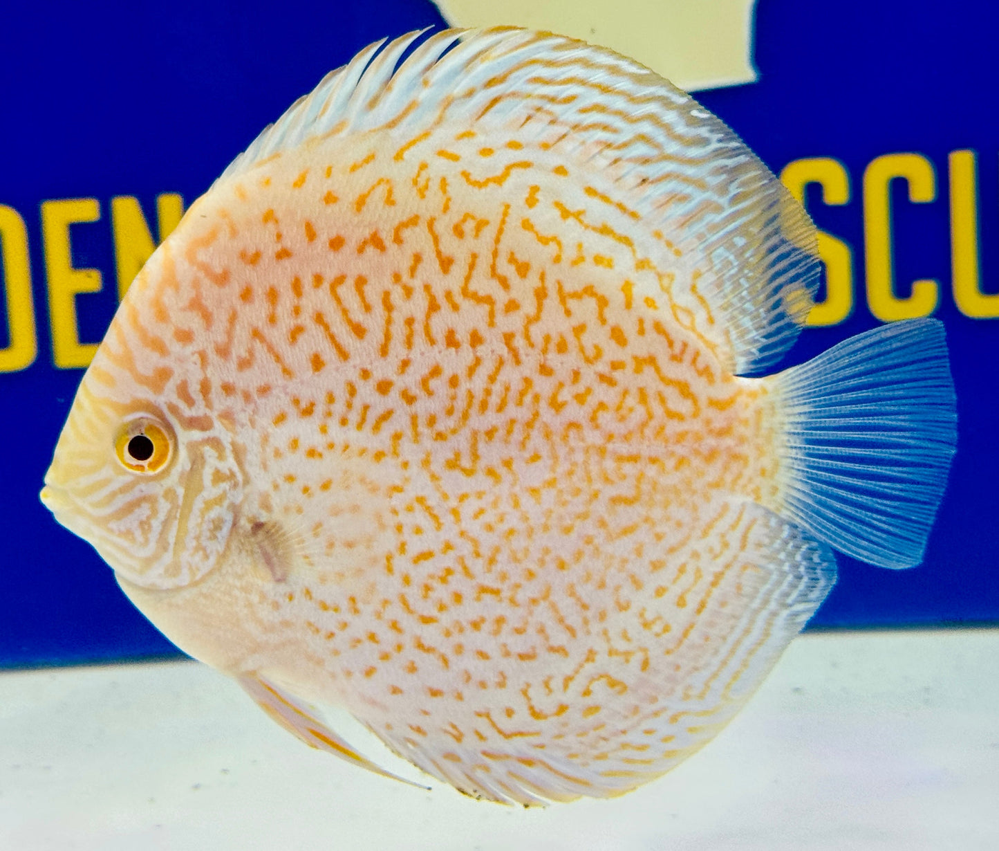 Albino Viper King Discus 4.5-5"