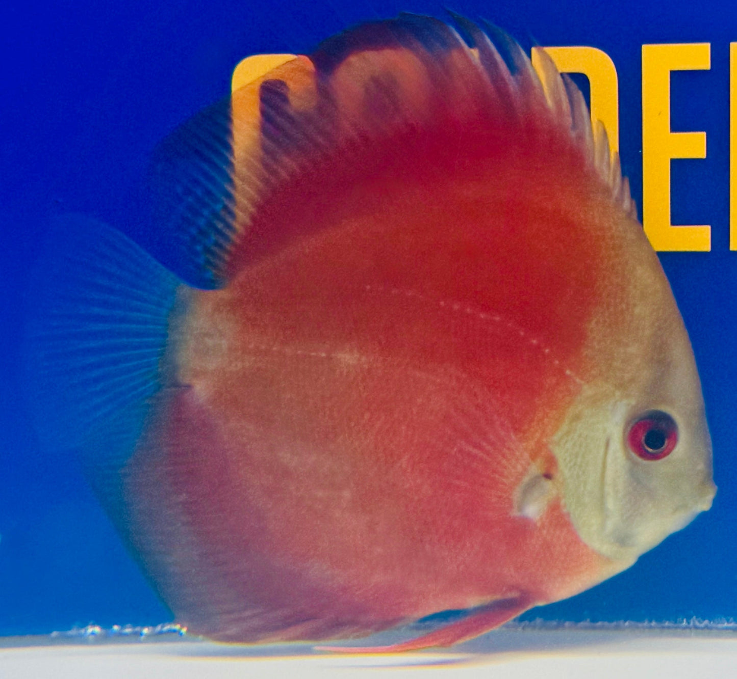 Red Cover Discus 4-4.5"