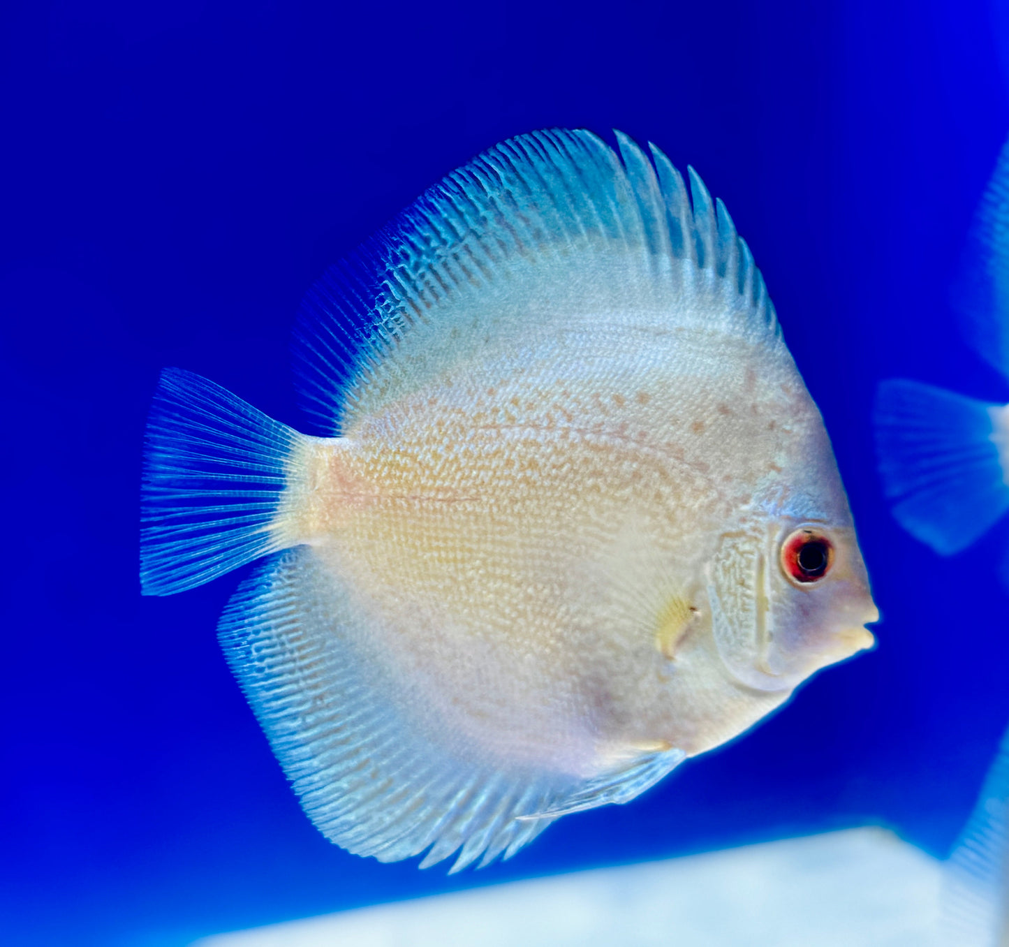 Assorted 10 pack of 3-3.5" discus