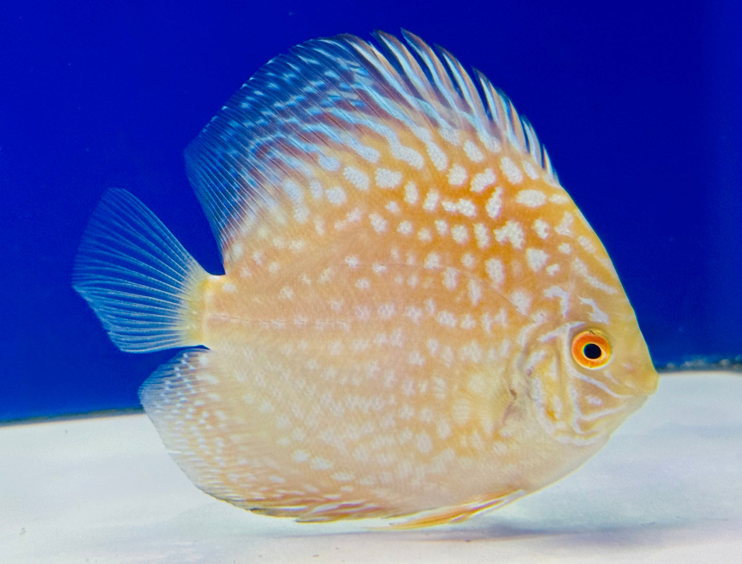 Yellow Pigeon Checkerboard Discus 4-4.5"