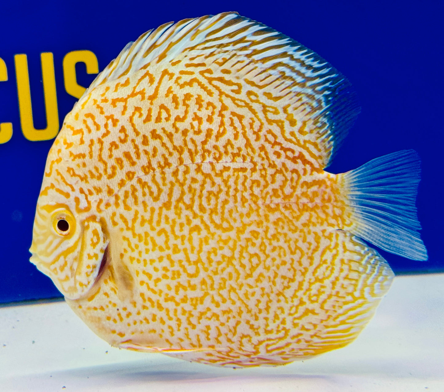 Albino Viper King Discus 4.5-5"