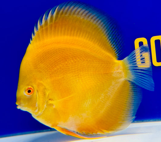 Albino Pearl Diamond Discus 5-5.5"