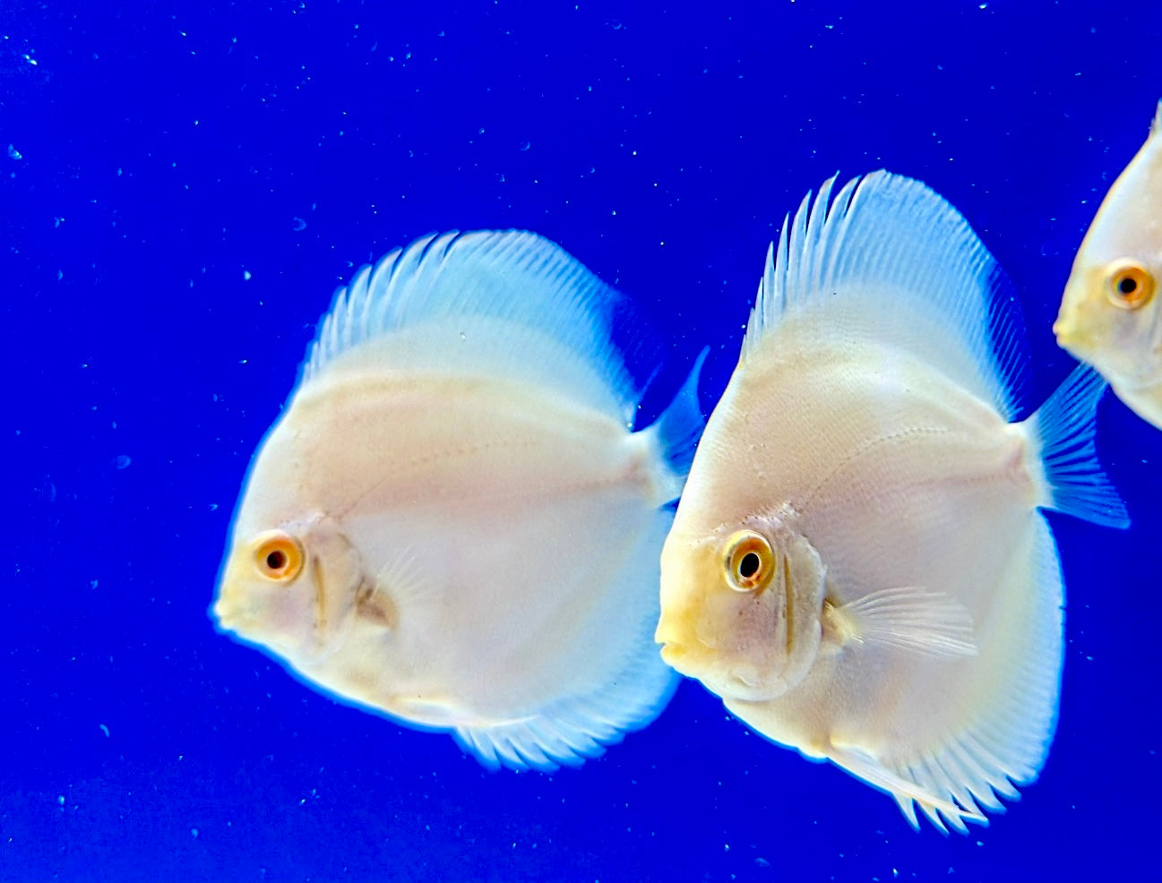 Albino Platinum Discus 3-3.5"