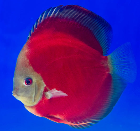Red Cover Discus Premium 6-6.5"