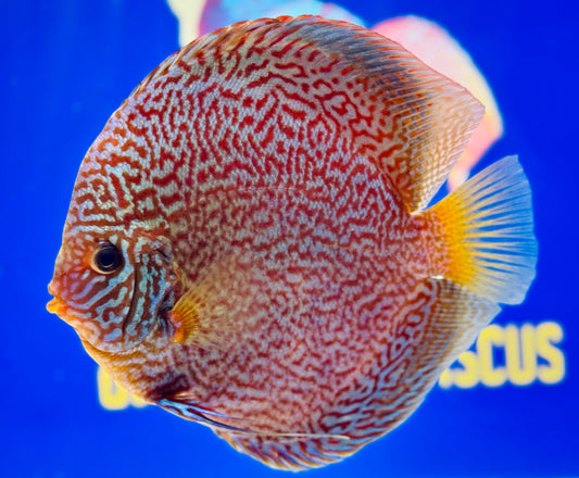 Majestic Fire Jumbo Premium Discus 6.5-7.5