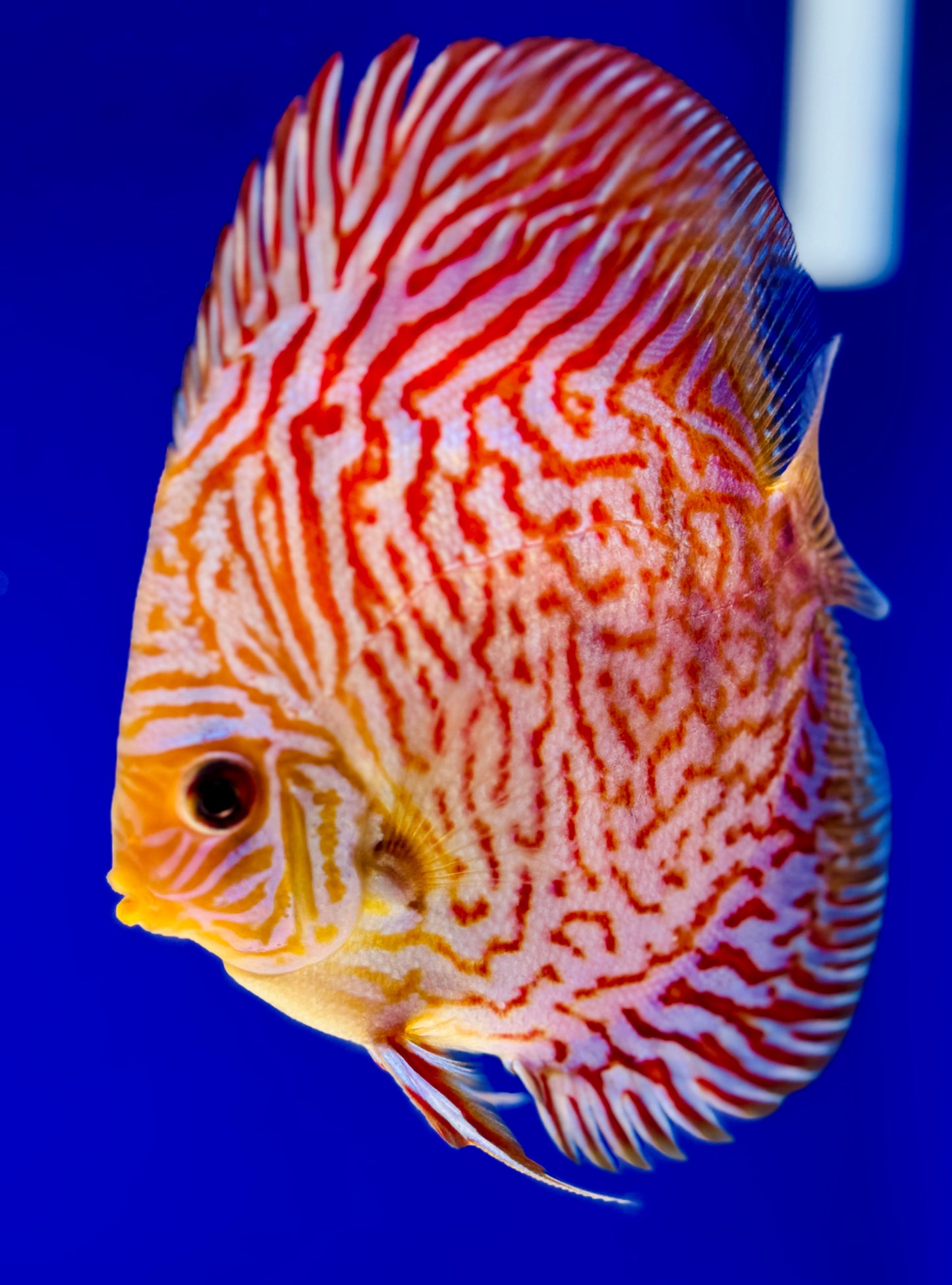 Indiana Tiger Discus 4.5-5"