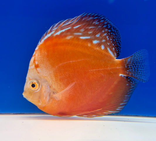 Moonstone Discus 5-5.5"