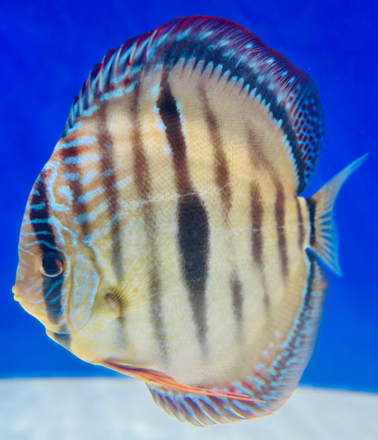 Paraconi Heckle Cross KL Jumbo Premium Discus 6.5-7.5"