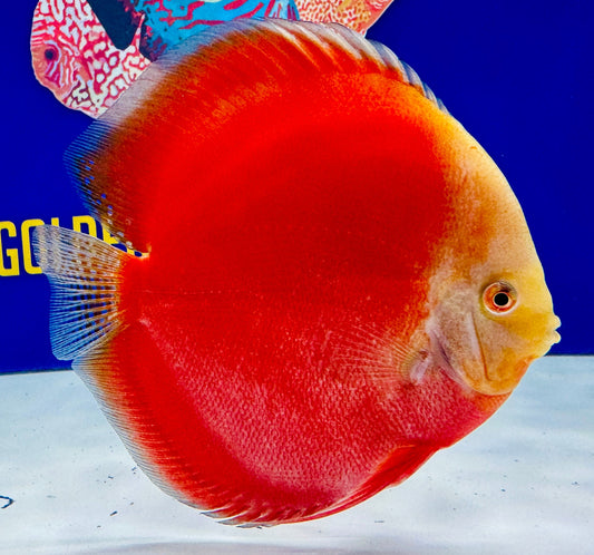 Red White Premium Discus 6-6.5"
