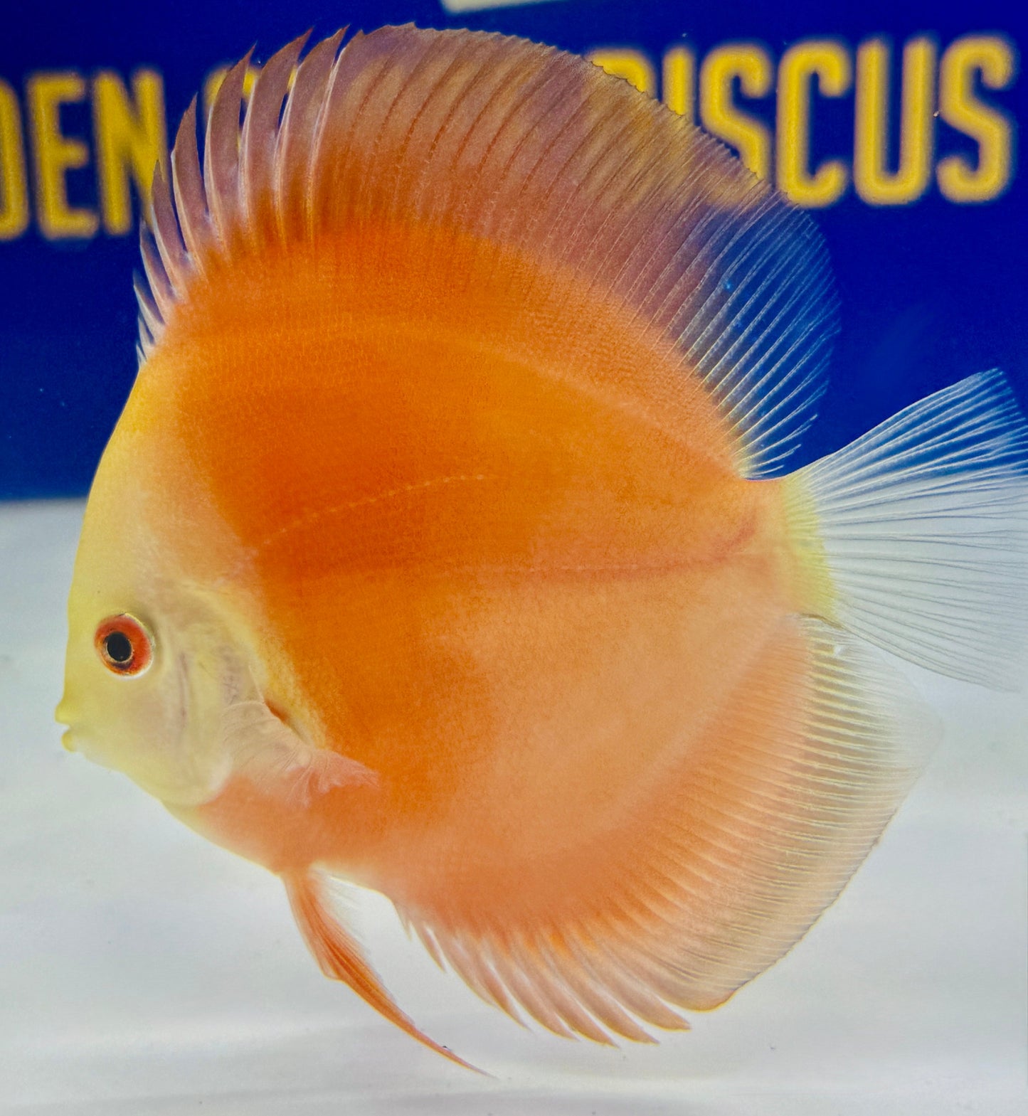 Red Golden Diamond Discus 4-4.5"