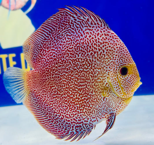 Panthera Discus Premium 6-6.5"