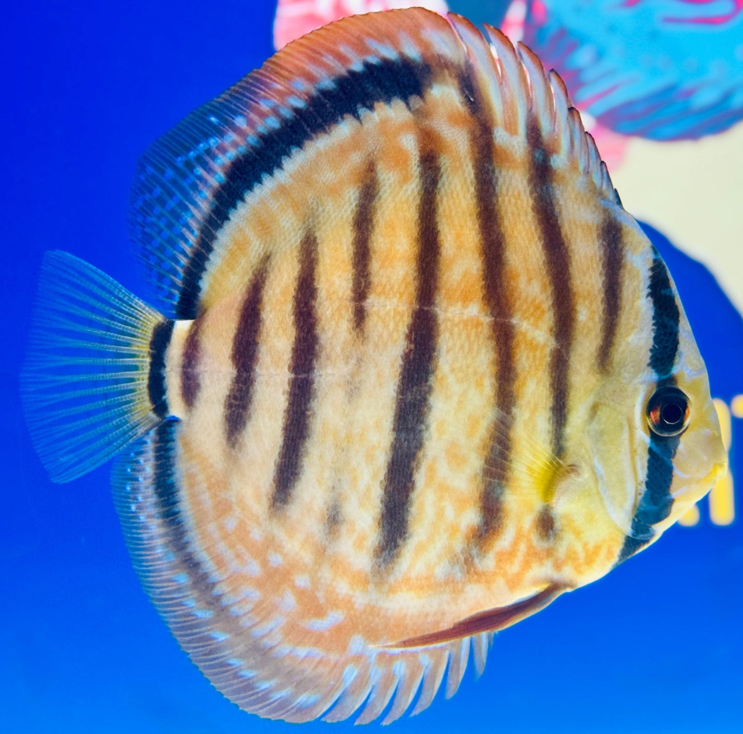 Wild Cross Yellow (Paraconi) KL Discus 5-5.5"