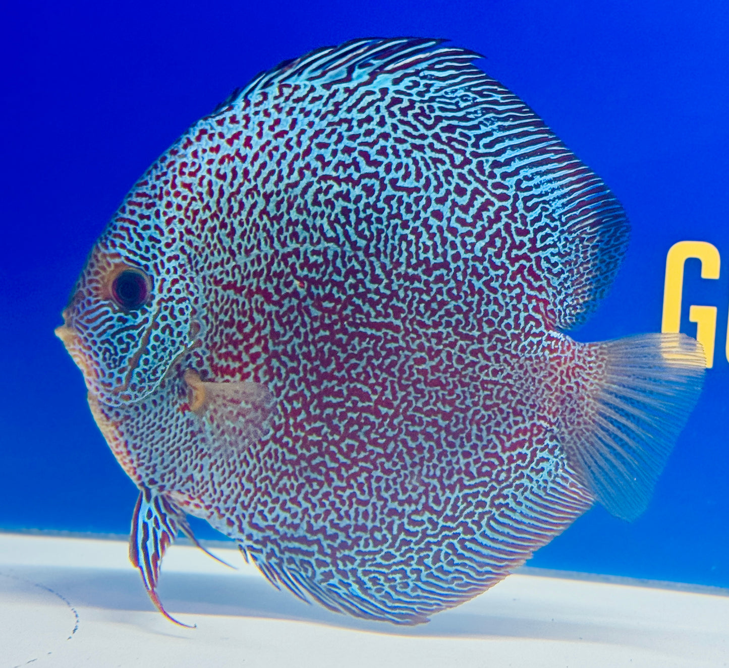 Premium Panthera Discus 6-6.5” (WYSIWYG) #1