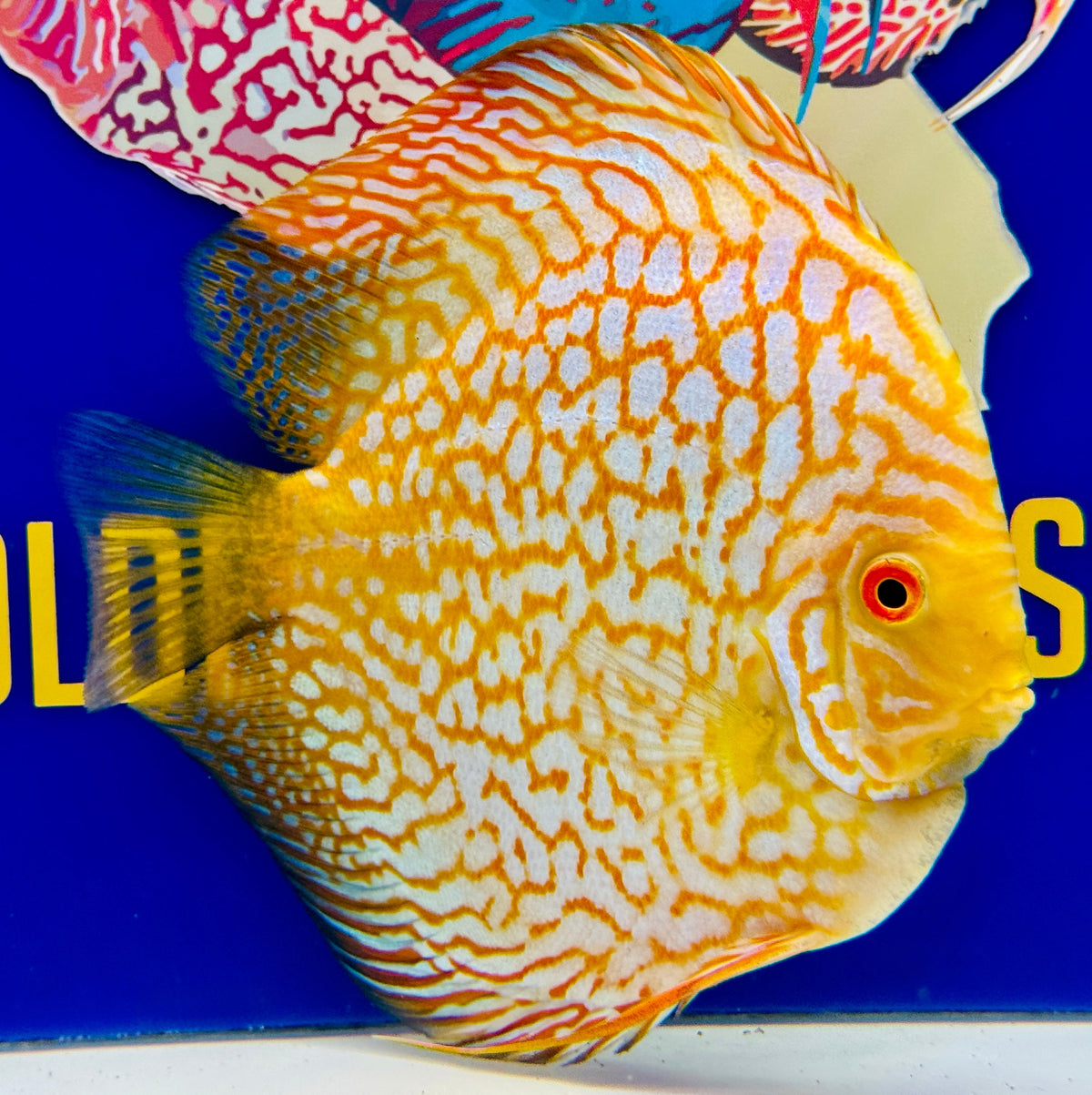 Yellow Pigeon Checkerboard Extra Jumbo Premium Discus 7-8"