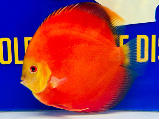 Red Golden Diamond Discus Premium 6-6.5"
