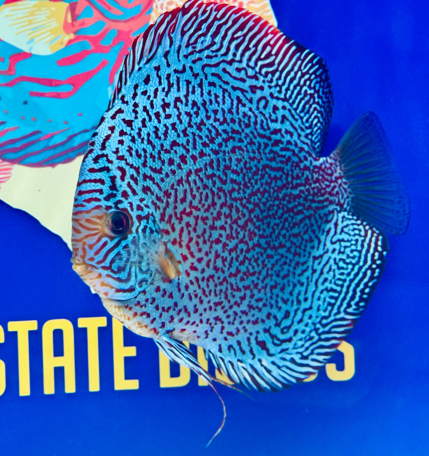 Premium Viper King Discus 6-6.5” (WYSIWYG) #1