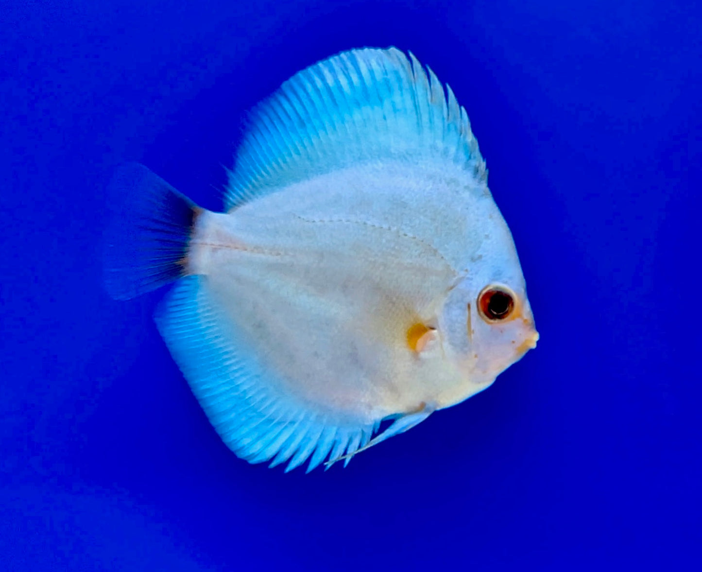 Blue Diamond Discus 3-3.5"