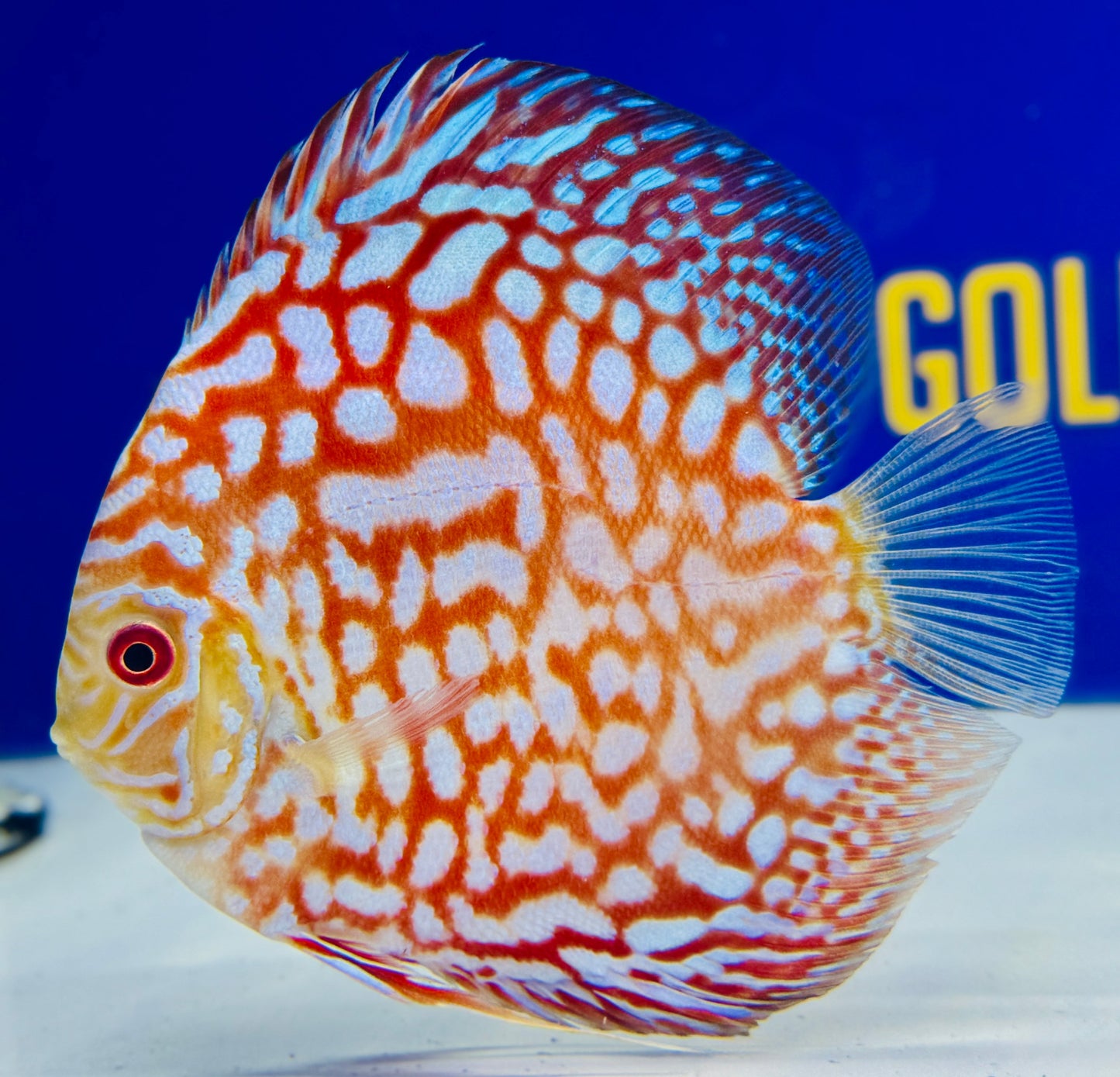 Pigeon Checkerboard Discus 5-5.5"