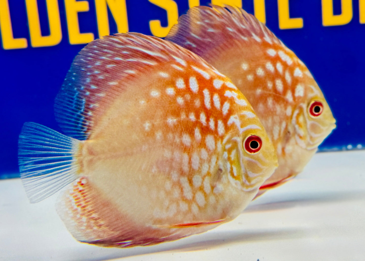 Pigeon Checkerboard Discus 3-3.5"