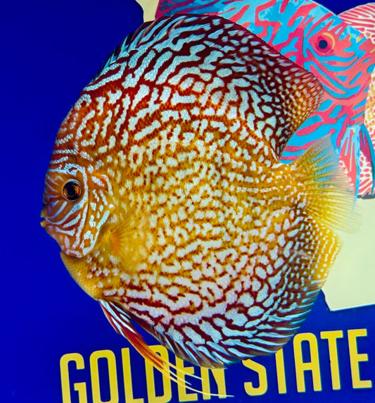 Starlight Galaxy Jumbo Premium Discus 6.5-7.5"