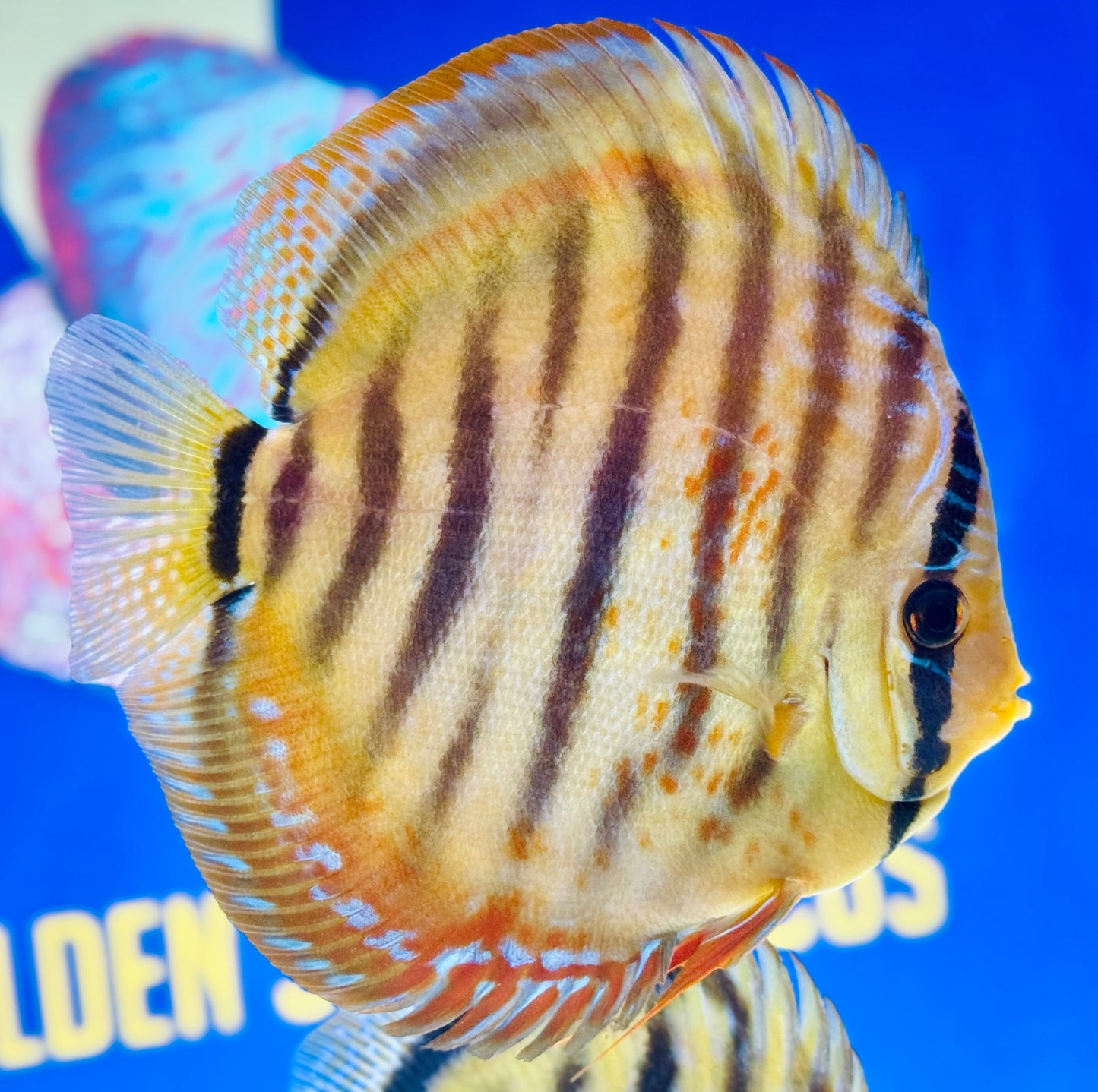 Trombeta Heckle Cross Premium KL Discus 6-6.5"