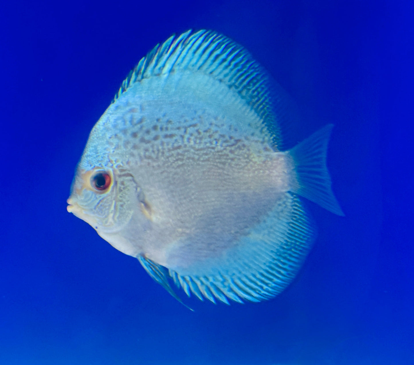 Assorted 10 pack of 3-3.5" discus
