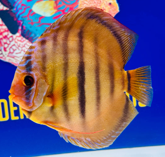 Ica Red KL Discus 5-5.5"